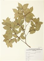 藏品(太魯閣櫟)的圖片